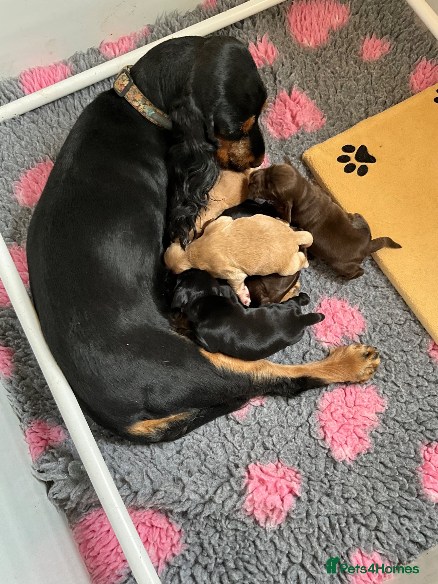 Cocker Spaniel dogs for sale: Stunning Litter of Show Cocker Spaniel Puppies - Advert 1