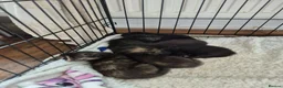 Mixed Breed cats for sale: 6 beautiful Kittens  - Advert 15