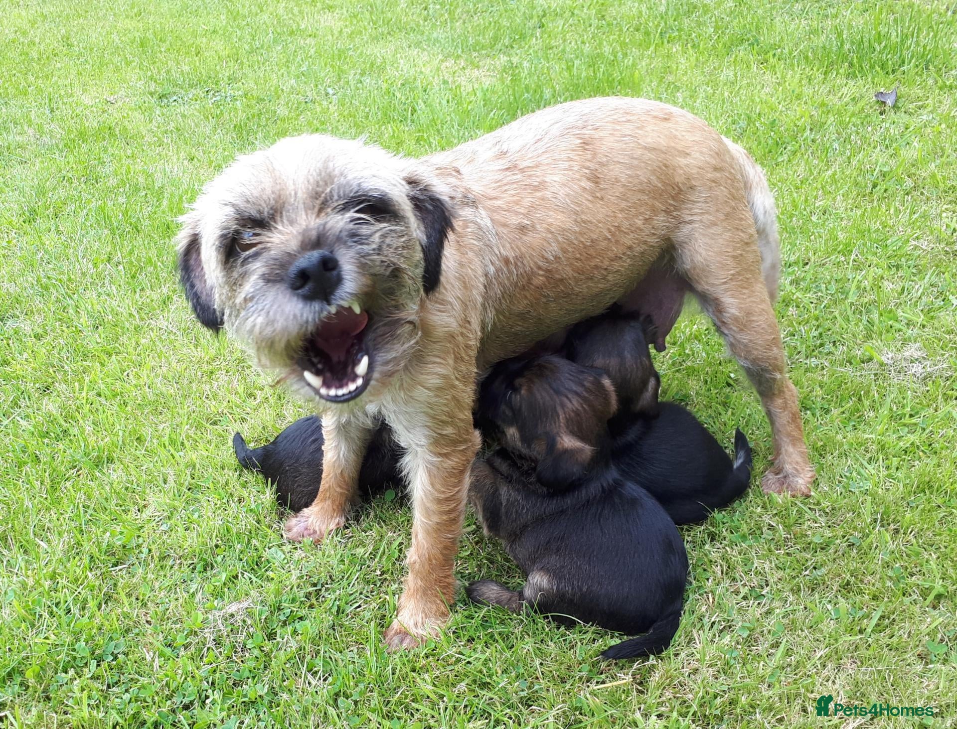 Border Terrier dogs SLEM CLEAR and KC REGISTERED  - Advert 1