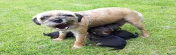 Border Terrier dogs for sale: SLEM CLEAR and KC REGISTERED  - Advert 1