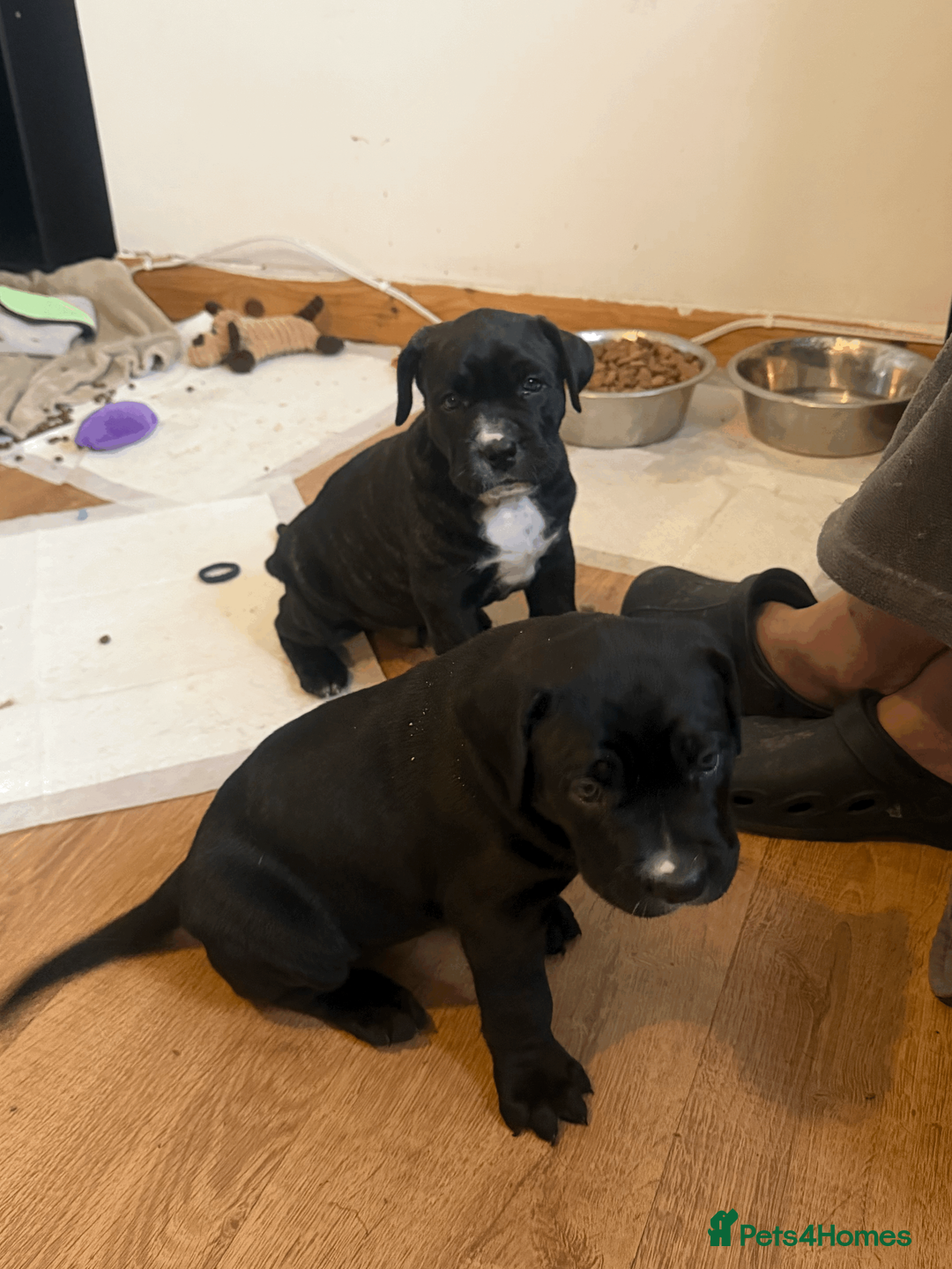 Presa Canario dogs for sale: 1 Male and 1 Female Quality Presa Canario Puppies in Solihull - Advert 9