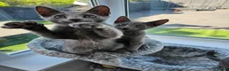 Russian Blue cats for sale: GCCF Registered Russian Blue Kittens - Advert 7