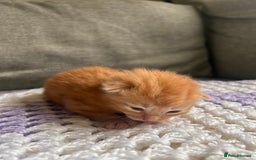 Maine Coon cats for sale: Maine coon x BSH babies  - Image 5