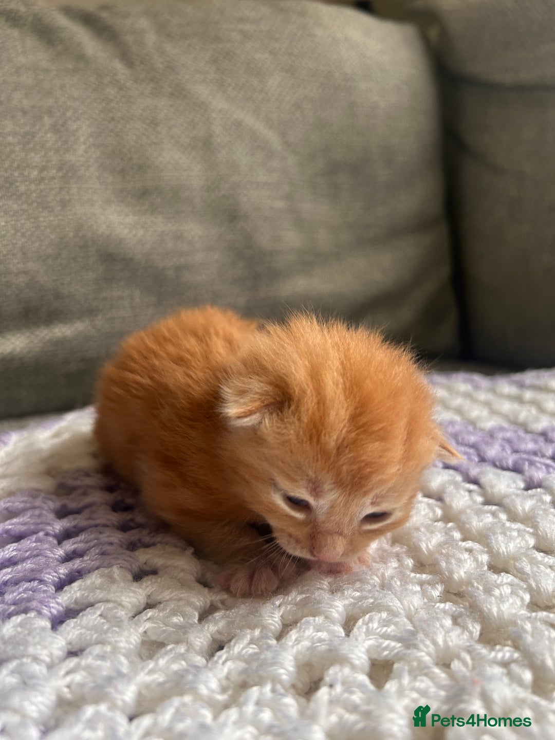 Maine Coon cats for sale: Maine coon x BSH babies  - Image 5