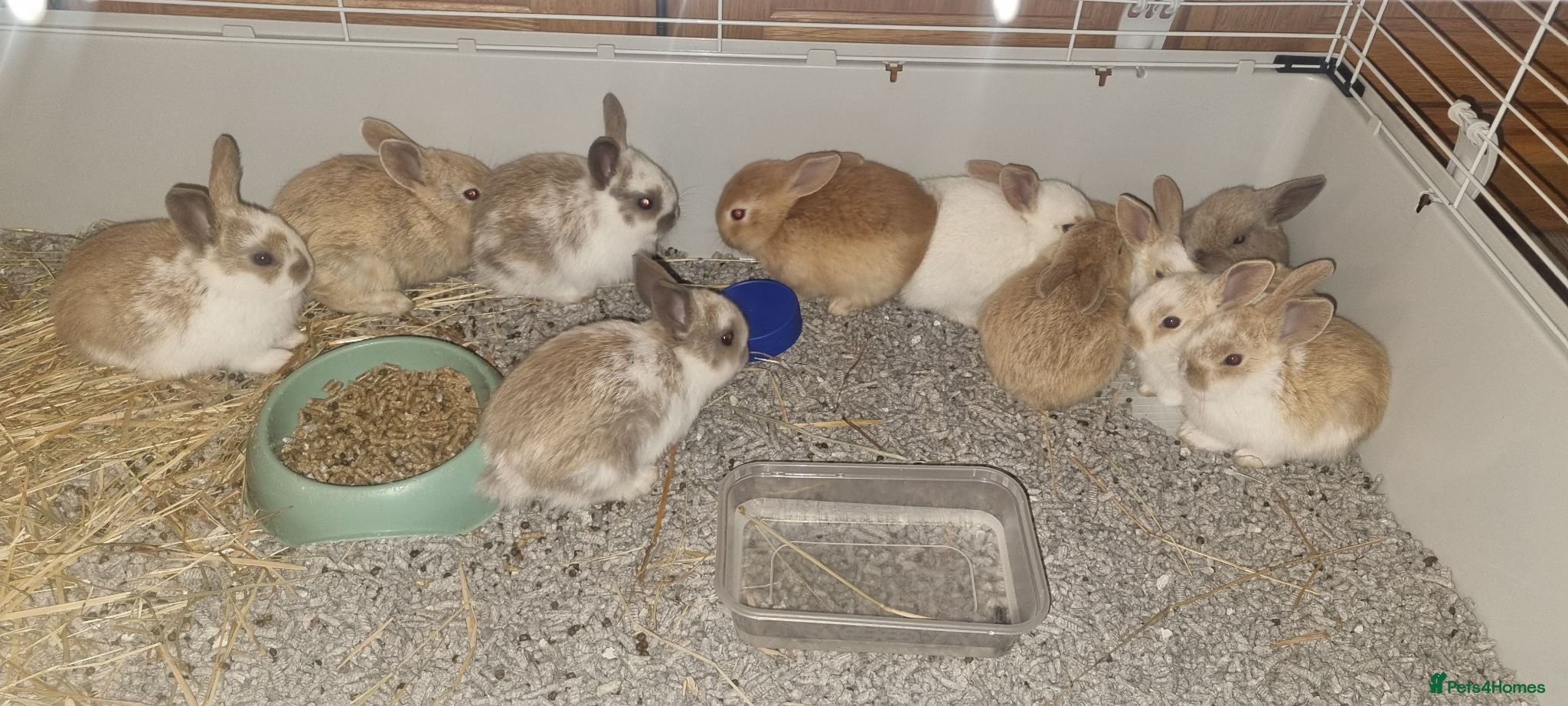English Lop rabbits English Lop Bunnies - Advert 4