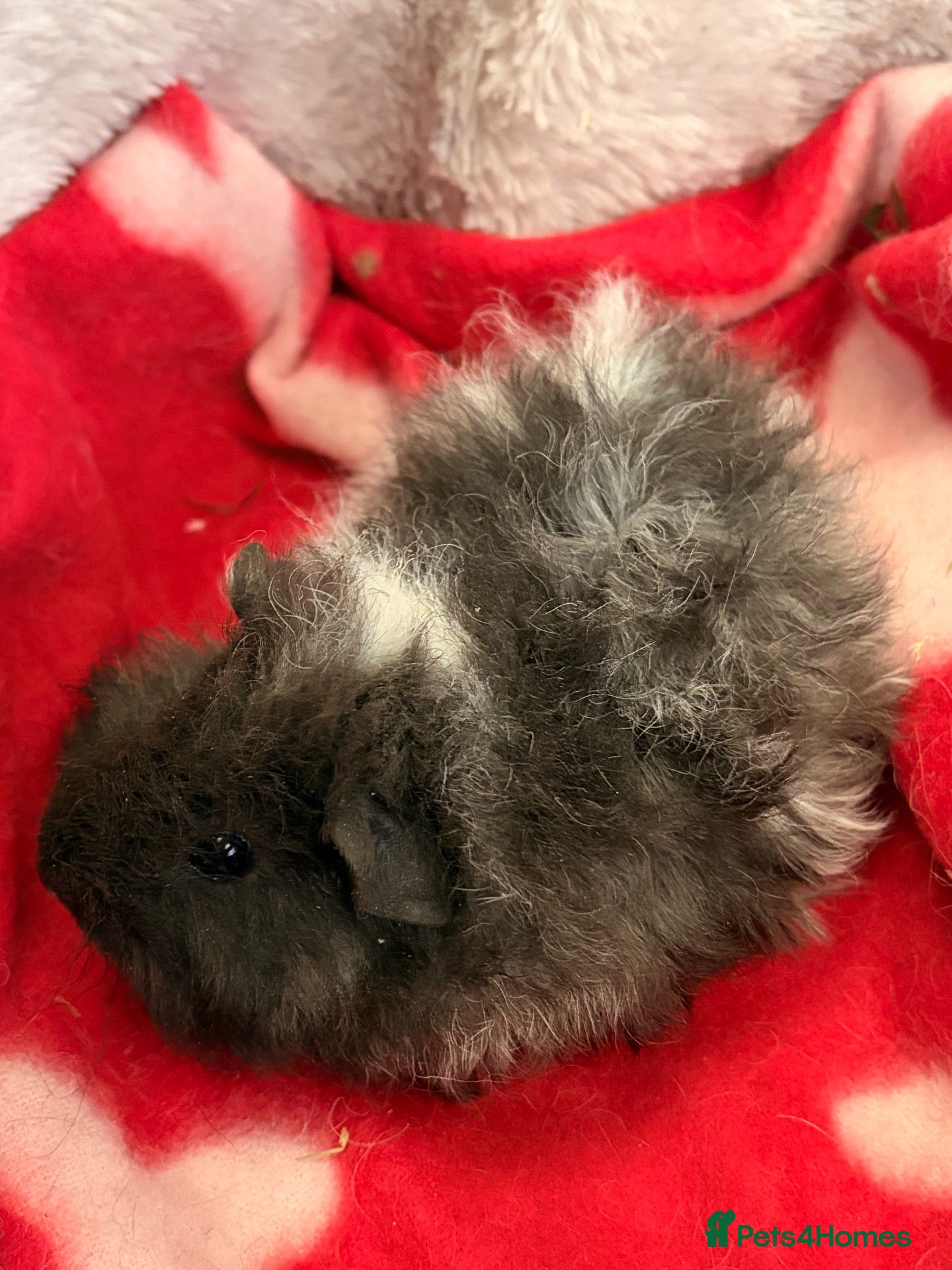 Guinea Pig rodents LOVELY BABY GUINEA PIGS - Advert 21