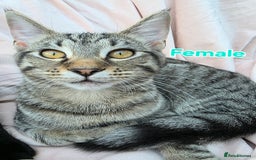 Mixed Breed cats for sale: Mixed Maine Coons Fit Sale - Image 1