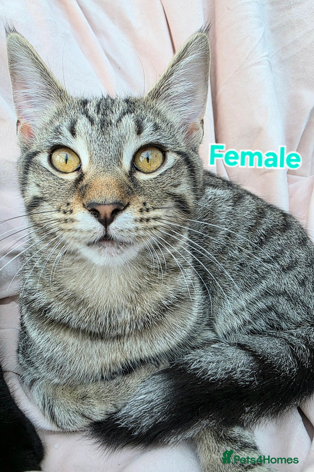 Mixed Breed cats for sale: Mixed Maine Coons Fit Sale - Image 1