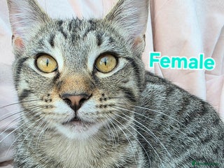 Mixed Breed cats - Advert 22