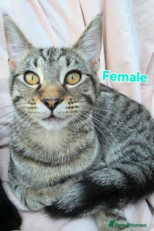 Mixed Breed cats - Advert 4