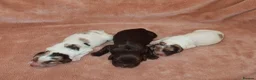 Cocker Spaniel dogs for sale: Adorable cocker spaniel puppies  - Advert 5