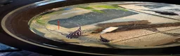 Plecos fish for sale: L046 zebra plecos 3x trios in Keighley - Advert 12