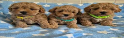 Maltipoo dogs for sale: Beautiful Maltipoo Puppies - Advert 2