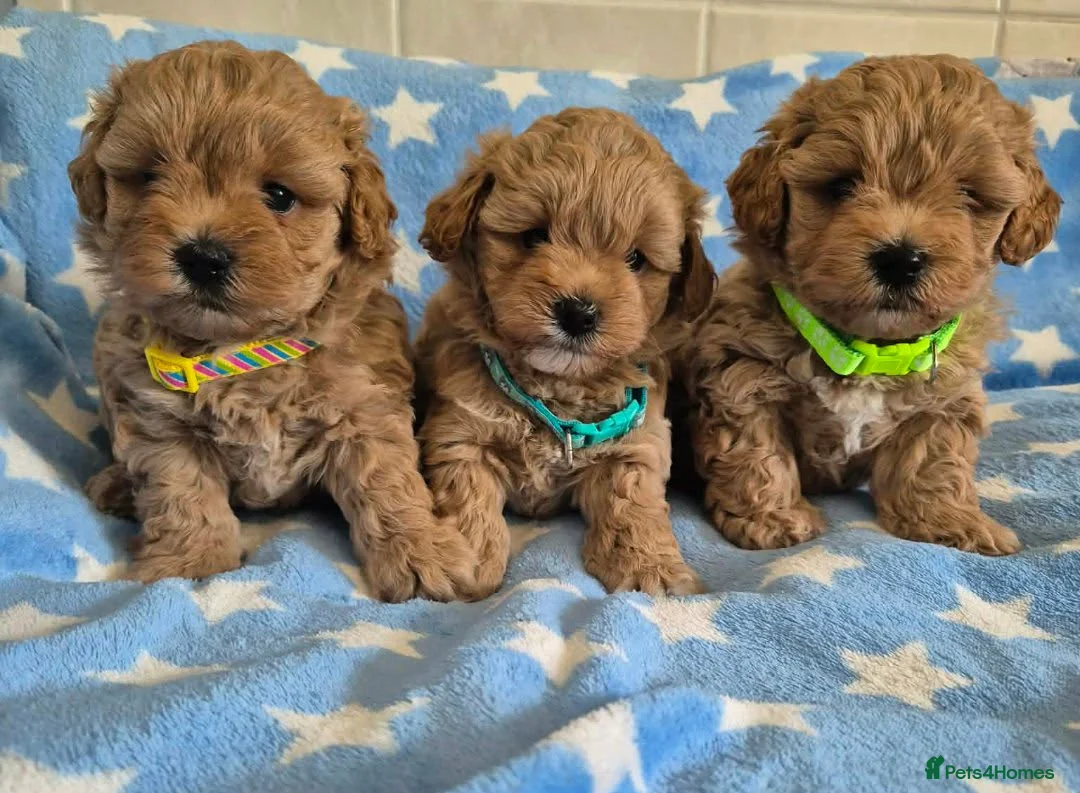Maltipoo dogs for sale: Beautiful Maltipoo Puppies - Advert 2