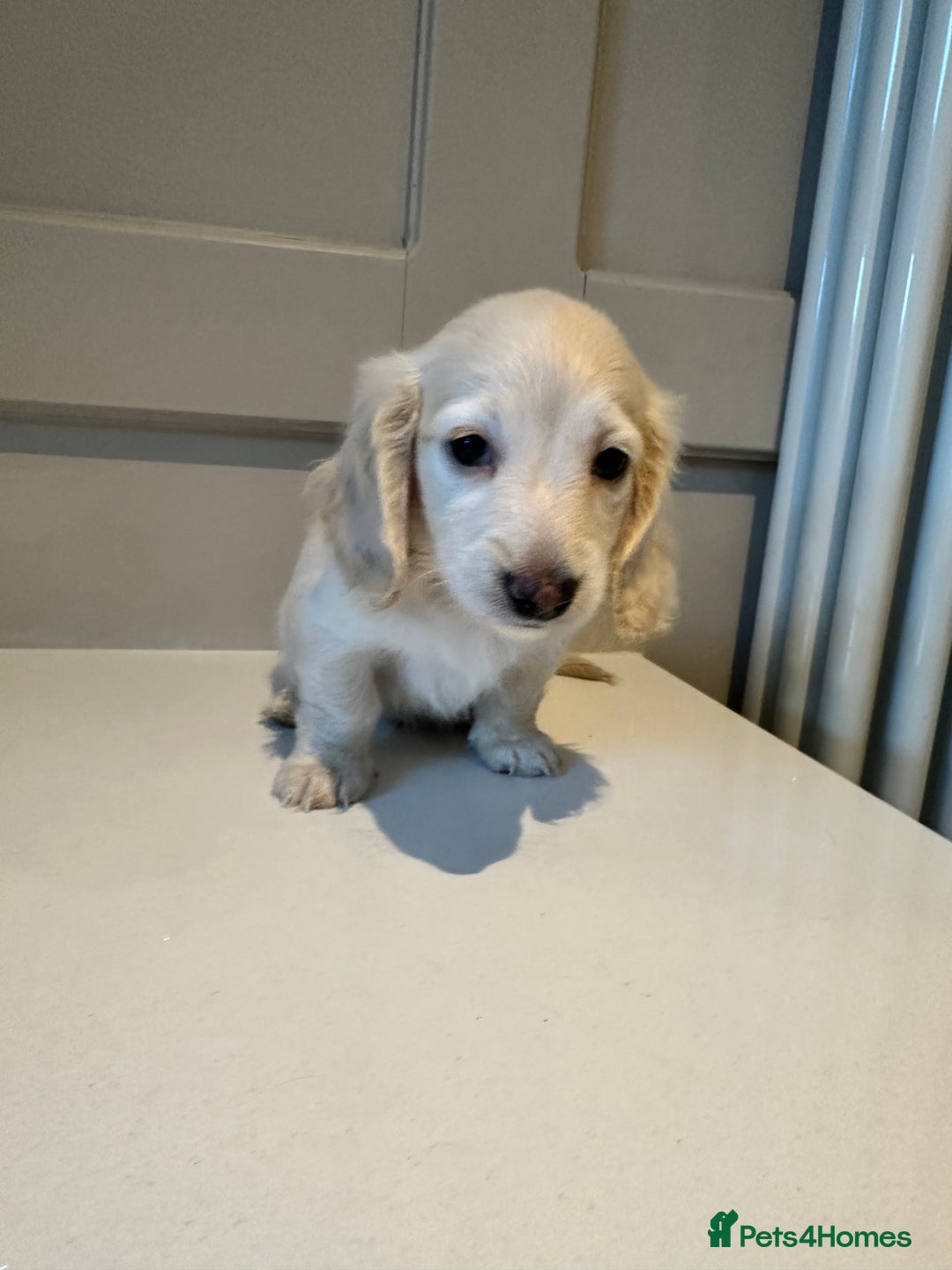 Miniature Dachshund dogs for sale: Clear Cream Miniature Dachsunds - Advert 19