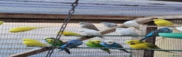 Budgerigars birds for sale: Budgies. Various colours. - Advert 8