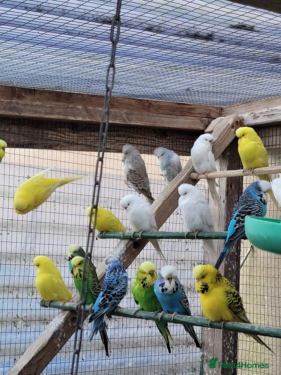 Budgerigars birds for sale: Budgies. Various colours. - Advert 8