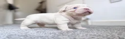 French Bulldog dogs for sale: CREAM FLUFFY FRENCHIE in Blackwood - Advert 6