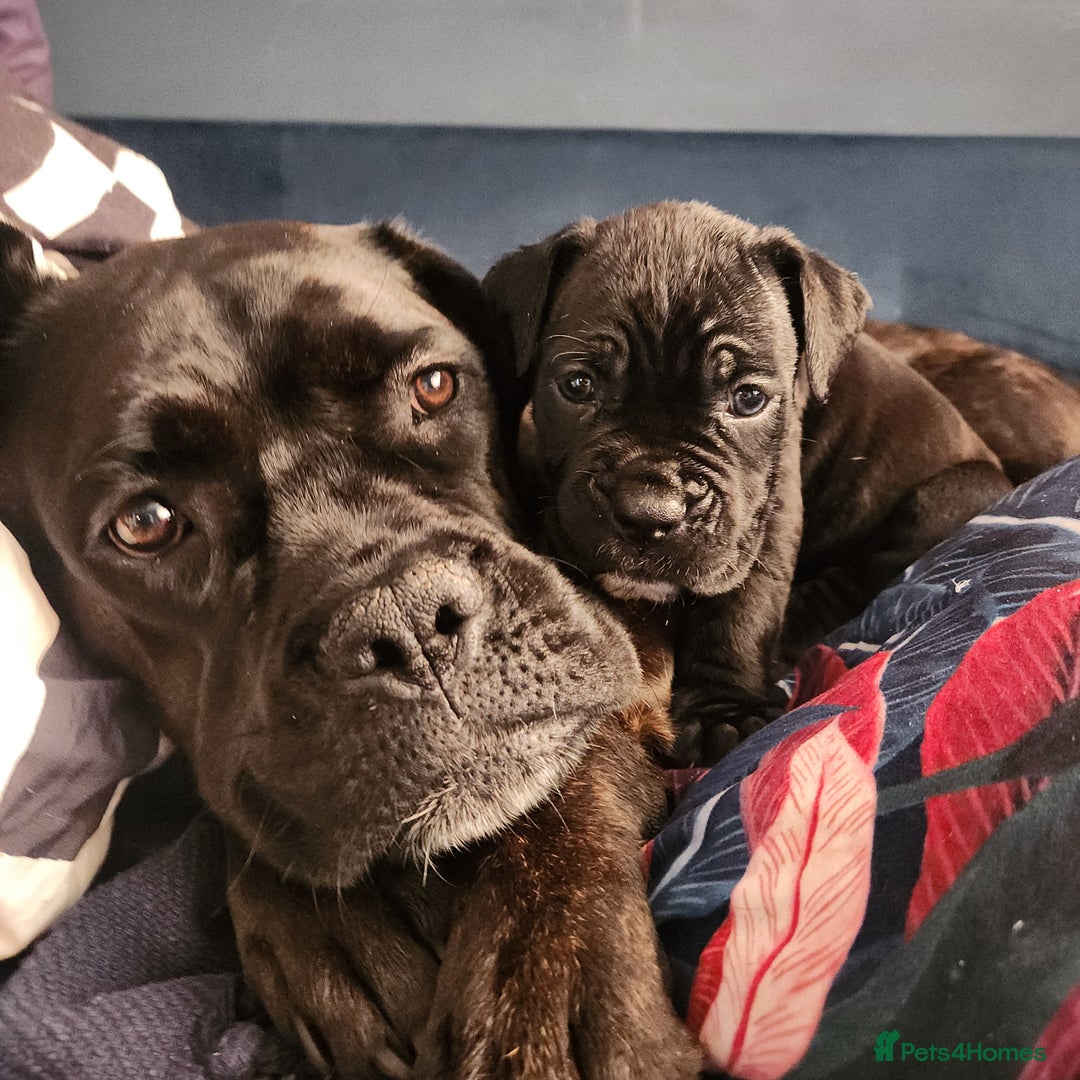 Cane Corso dogs for sale: 💜 gorgeous cane corsos puppies 💜ready in 3 weeks - Image 9