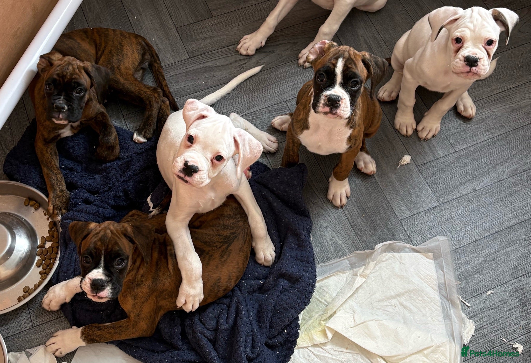 Boxer dogs boxer puppies for sale ***READY TO LEAVE NOW*** - Advert 9