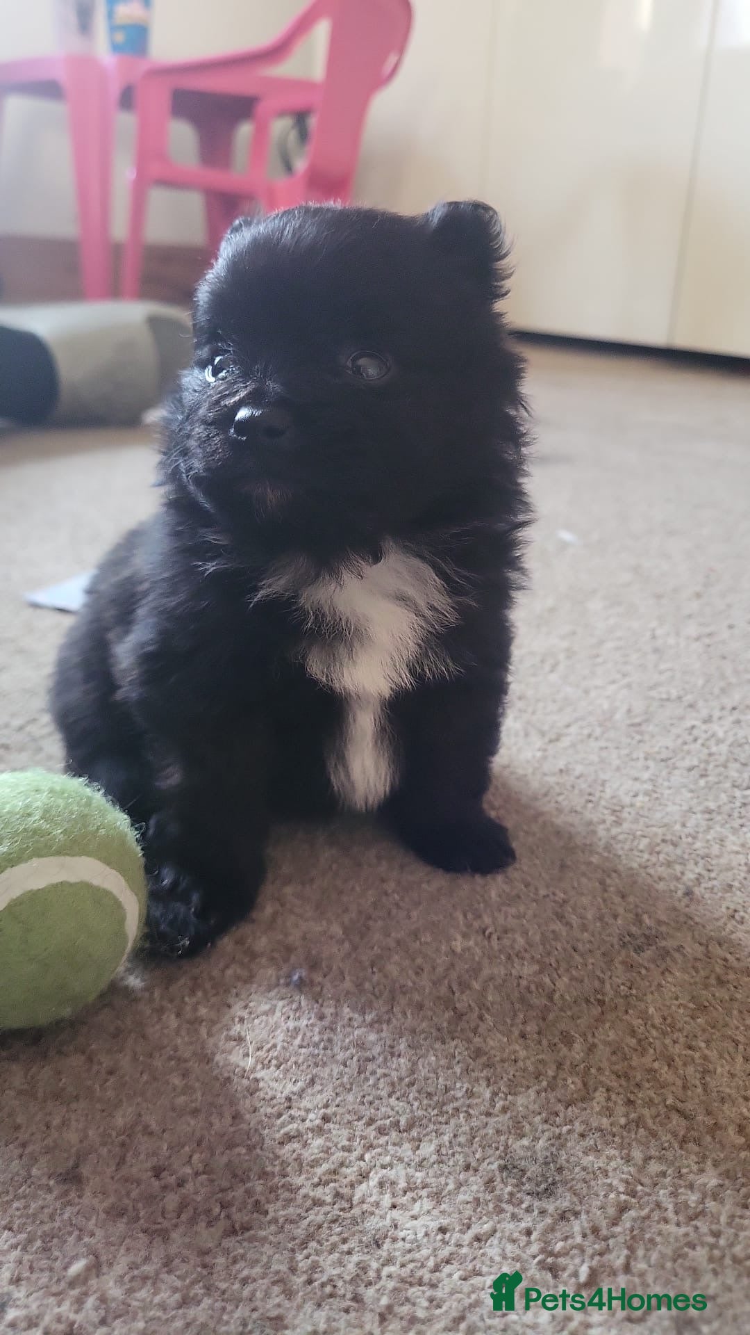 Pomeranian dogs for sale: 3 beautiful  **  teddy face Pomeranian puppies  - Advert 3