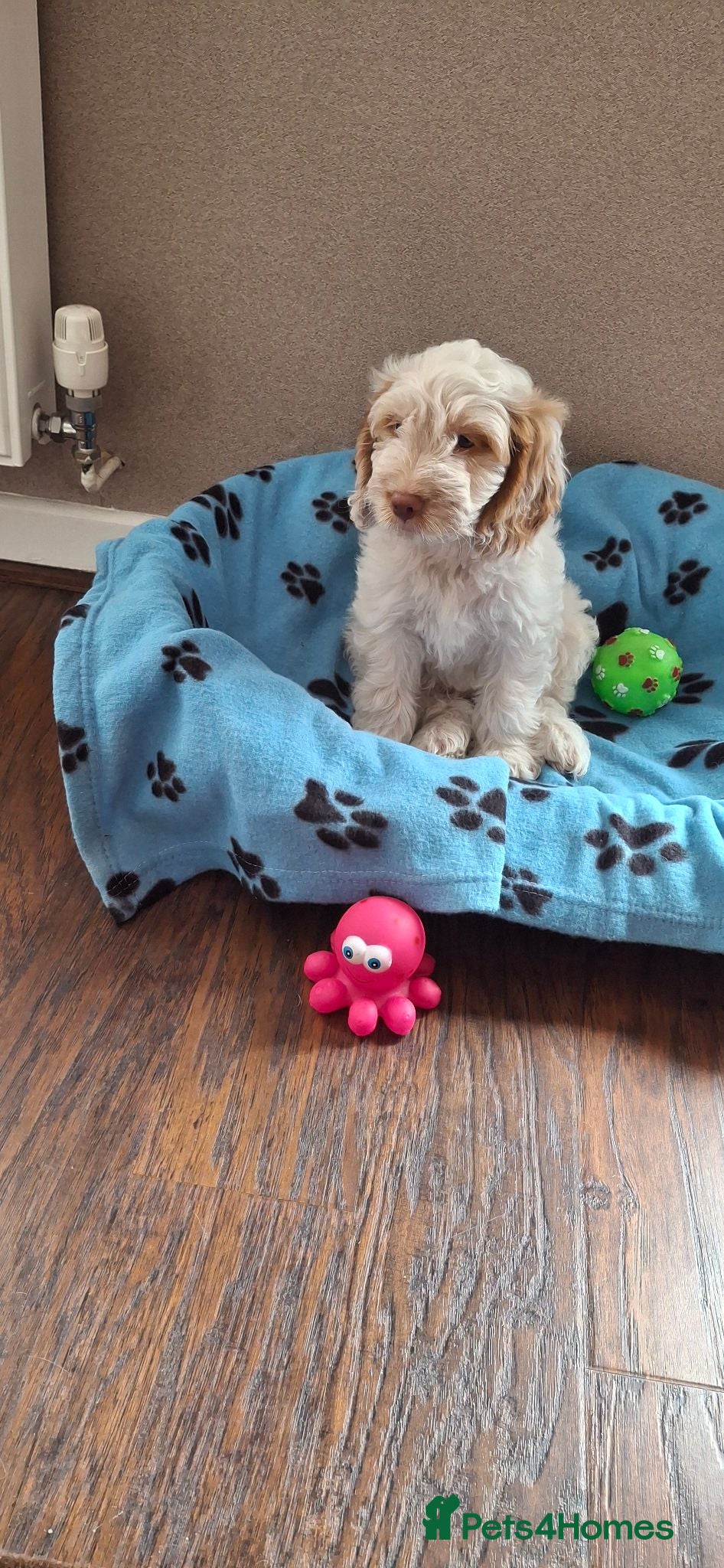 Cockapoo dogs Cockerpoos - Advert 1