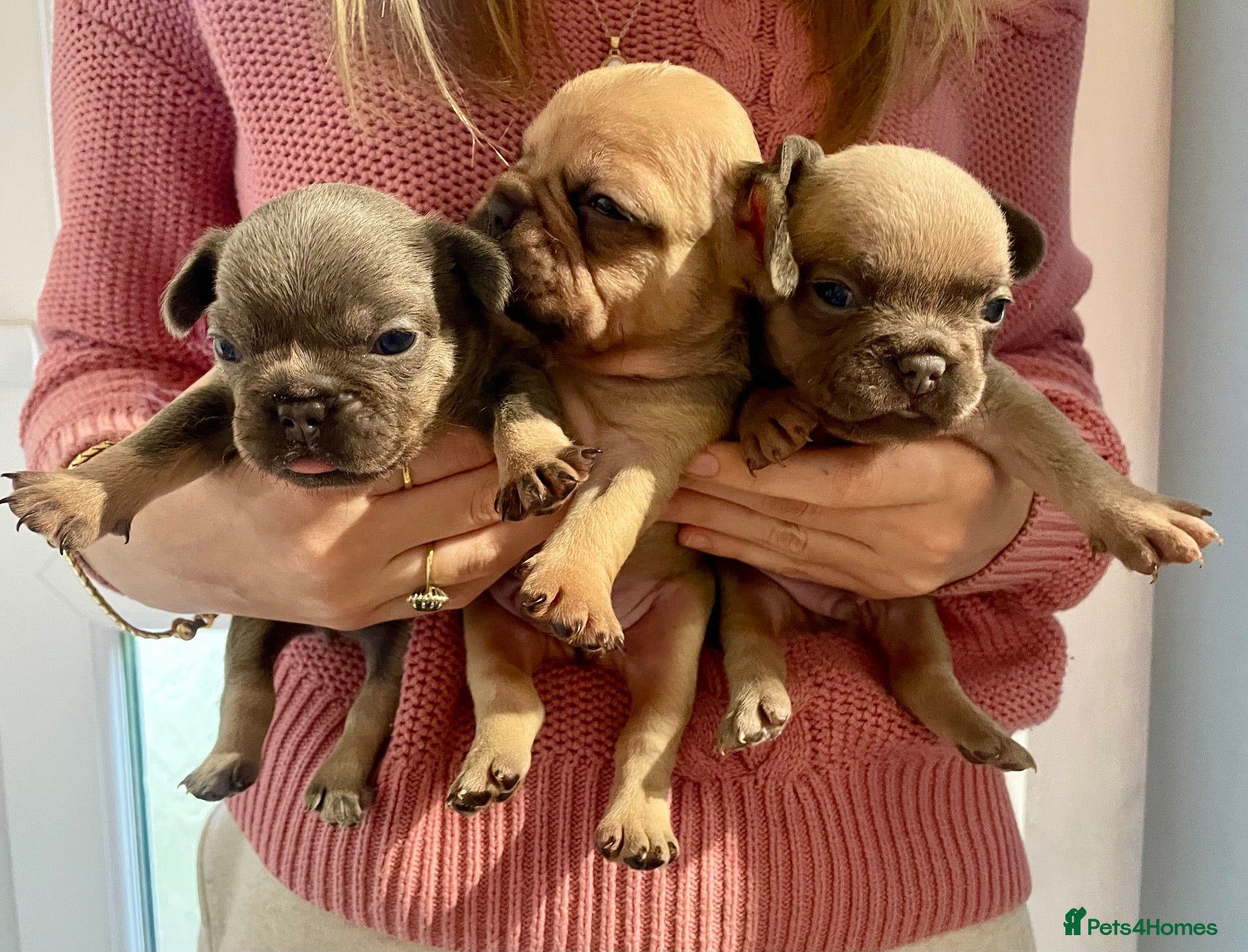 French Bulldog dogs Lilac/cream,platinum & fawn frenchie puppies - Advert 6