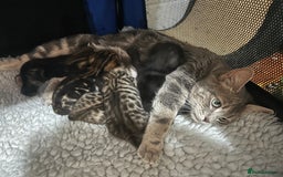 Bengal cats for sale: 5 bengal x tiger cubs for sale ragdoll x stunning - Image 5