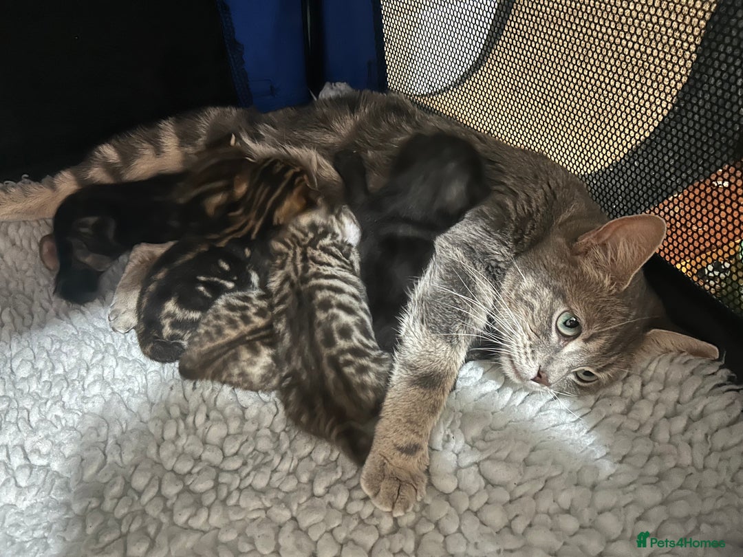 Bengal cats for sale: 5 bengal x tiger cubs for sale ragdoll x stunning - Image 5