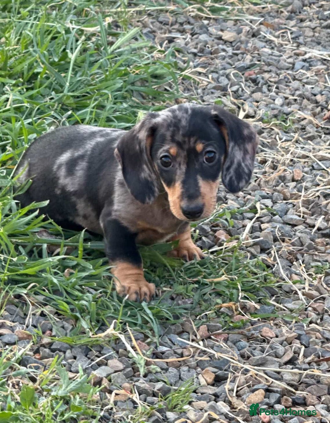 Miniature Dachshund dogs for sale: peaceful purebred mini dapple doxies for sale - Image 6