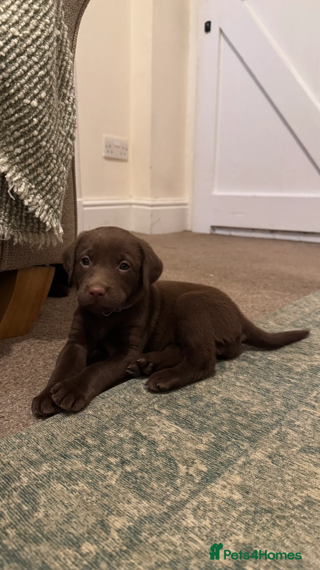 Labrador Retriever dogs for sale: Beautiful Chocolate and Yellow working Labradors  - Advert 37
