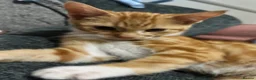 Mixed Breed cats for sale: Gorgeous ginger and white boy - Advert 5