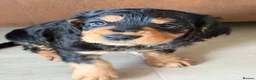 Cocker Spaniel dogs for sale: Beautiful litter of cocker spaniels puppy’s  - Advert 4