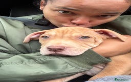 American Bulldog dogs for adoption: Soppy King is ready for his forever home!  - Advert 1