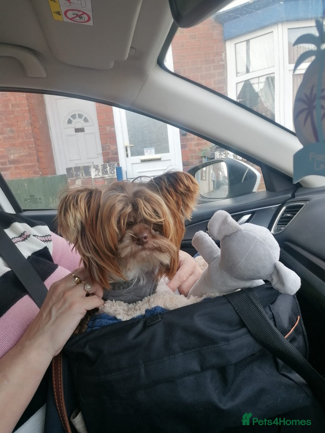 Yorkshire Terrier dogs for adoption: 💙🐶 COCO 🐶💙 - Image 2