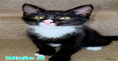 Mixed Breed cats - Advert 16