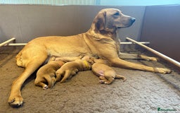 Labrador Retriever dogs for sale: Red Labrador Puppies - Stroud - Image 5