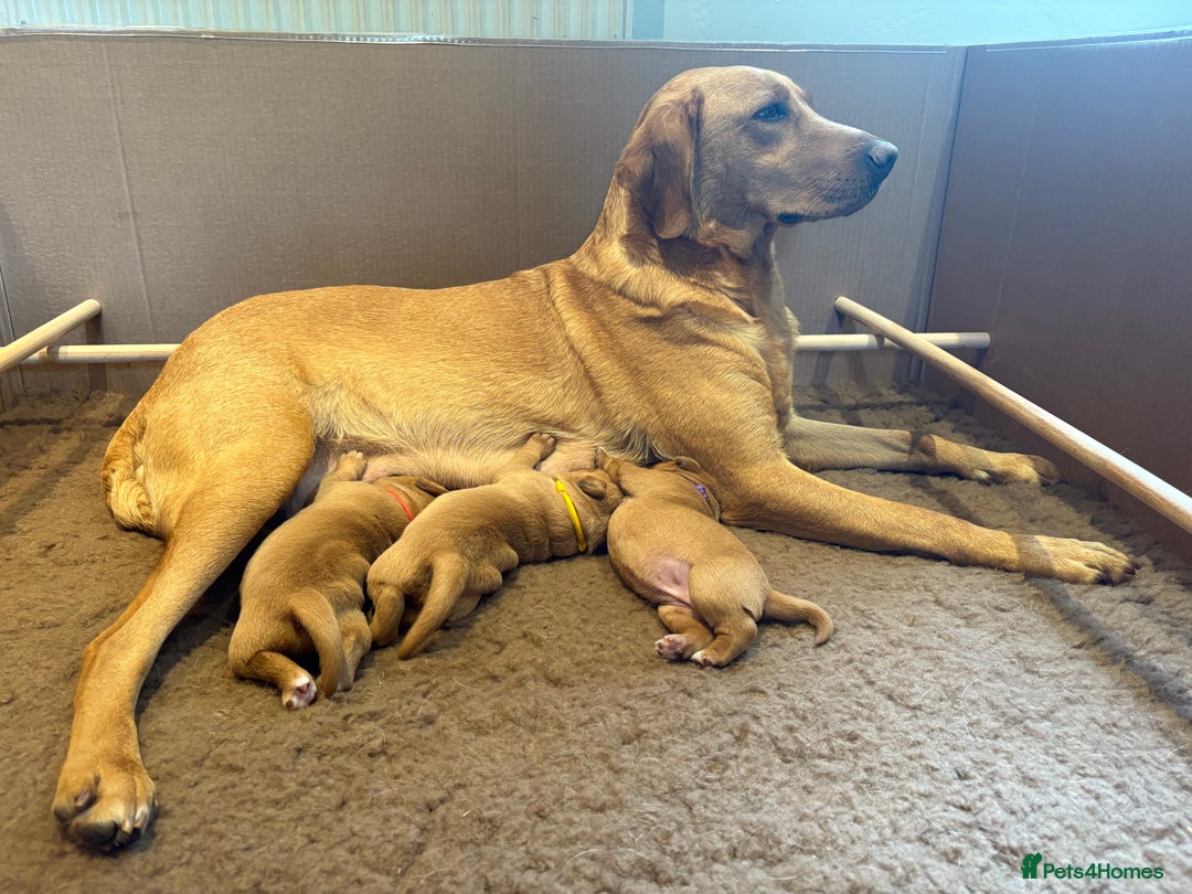 Labrador Retriever dogs for sale: Red Labrador Puppies - Stroud - Image 5