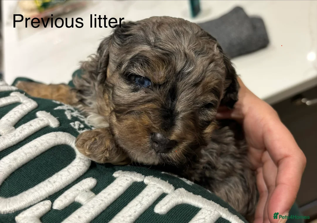 Maltipoo dogs for sale: 💎 Adorable Maltipoo Puppies ❤️ - Advert 24