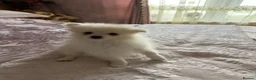 Pomeranian dogs for sale: Pomeranian puppies - Advert 5