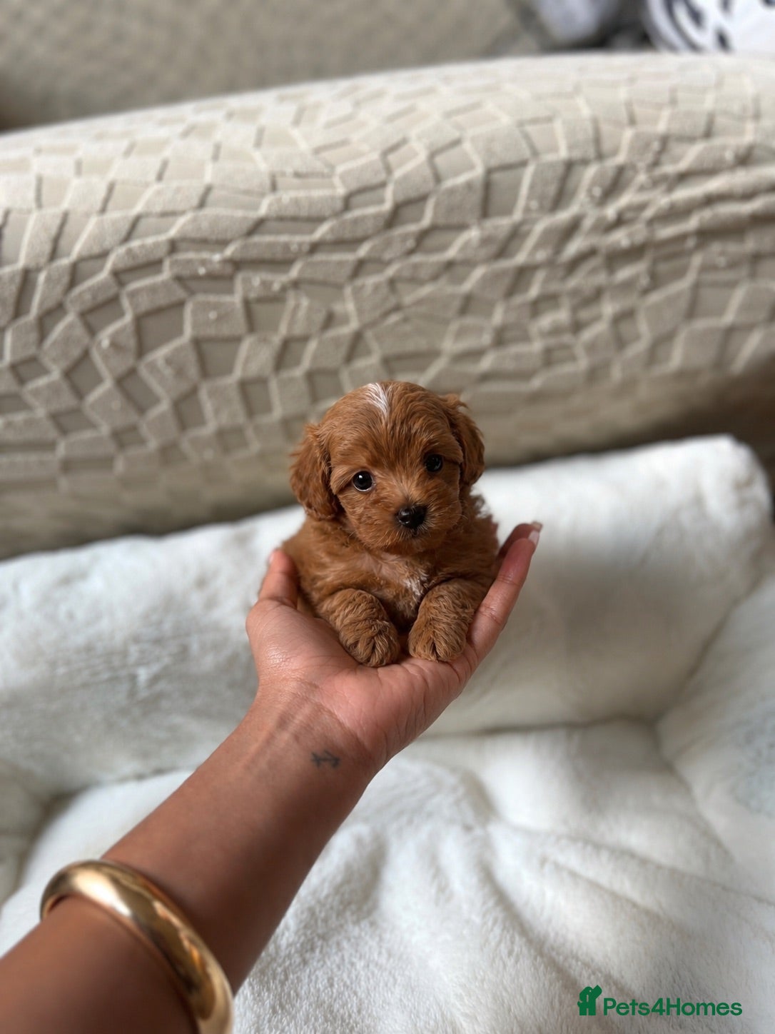 Maltipoo dogs Asian Maltipo Puppies XS Teddy Bear Faces Expected - Advert 8