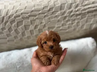 Maltipoo dogs Asian Maltipo Puppies XS Teddy Bear Faces Expected - Advert 8
