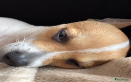 Mixed Breed dogs for sale: Jack Russell chihuahua cross  - Image 1