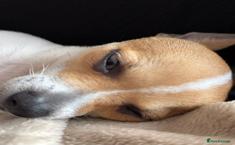 Mixed Breed dogs - Advert 11