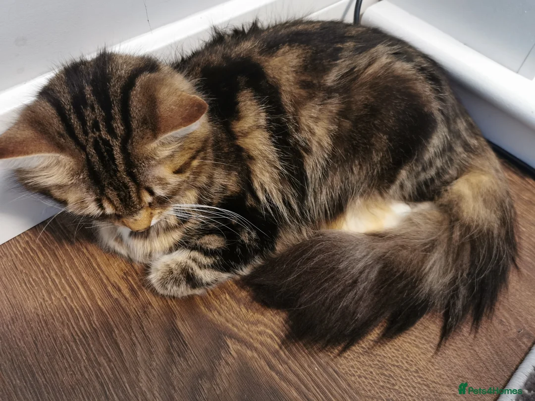 Mixed Breed cats for sale: Absolutely stunning kittens looking for a new home - Advert 23