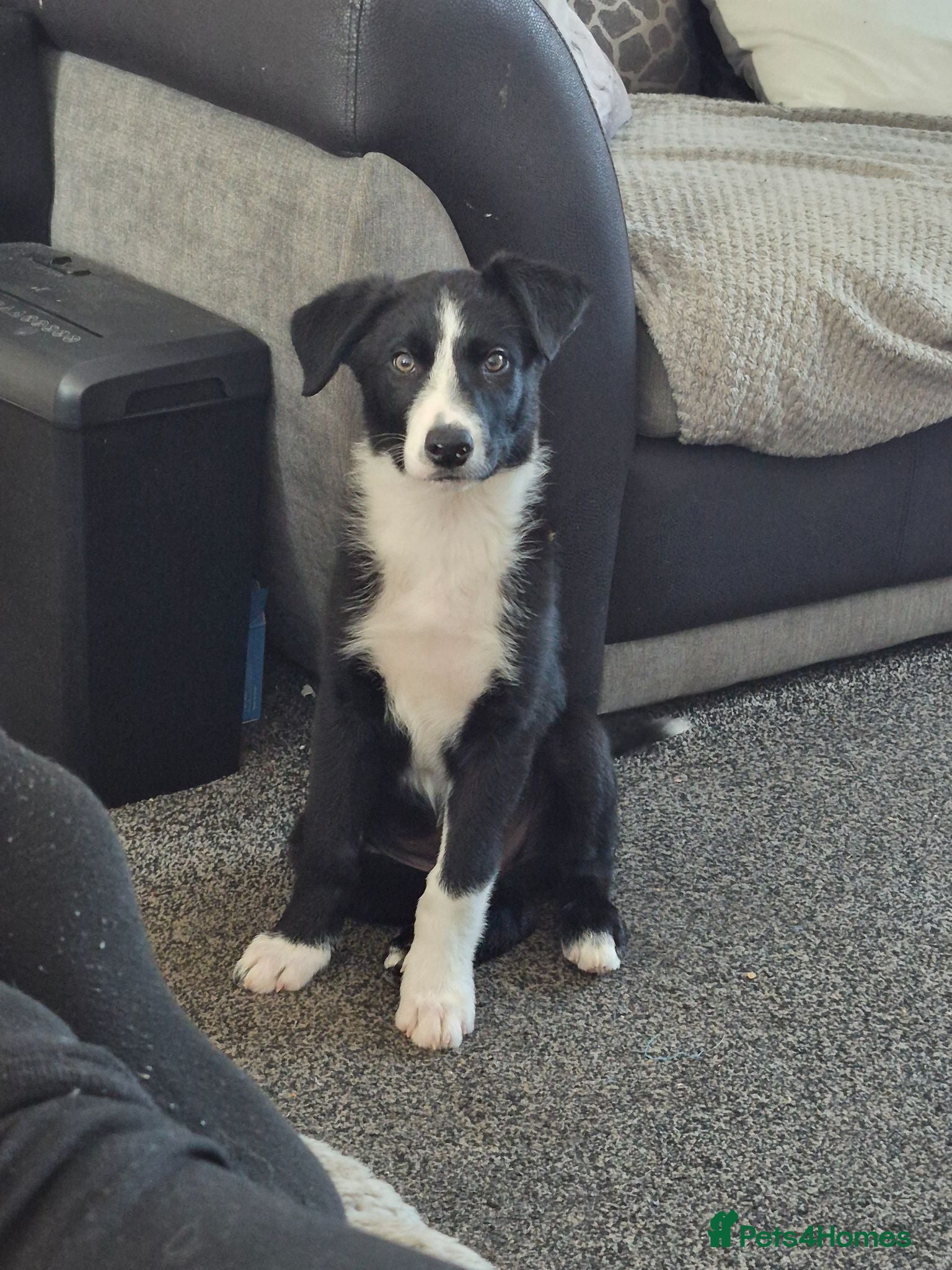 Border Collie dogs Boreder collie  - Advert 1