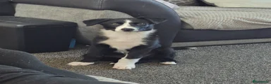 Border Collie Puppy 1