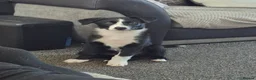 Border Collie dogs for sale: Boreder collie  in Hull - Advert 1