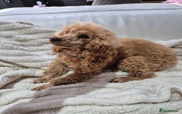 Miniature Poodle dogs for sale: Stunning mini red poodle  - Image 1