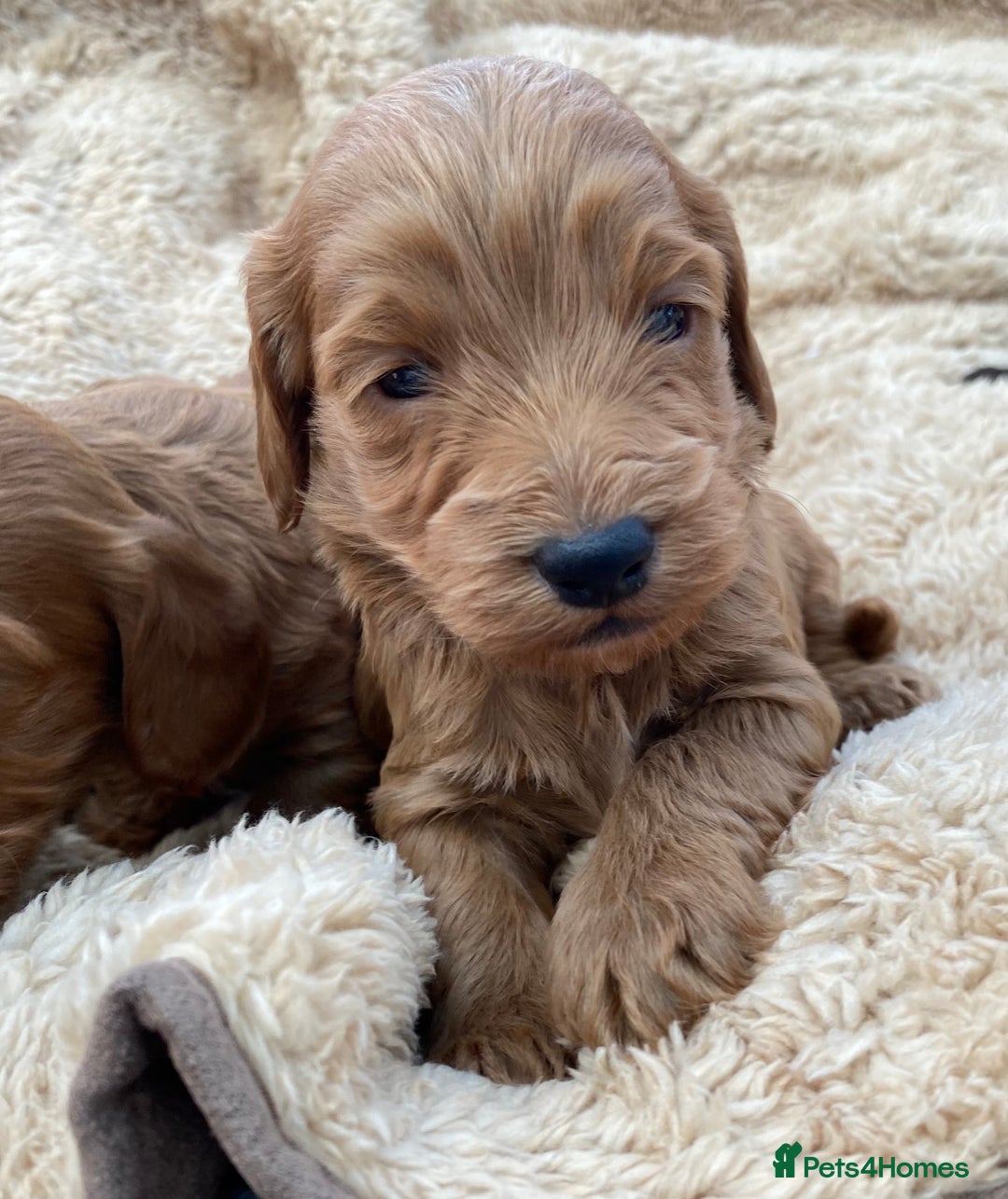 Cockapoo dogs for sale: F1 Cockapoo Puppies  - Image 10
